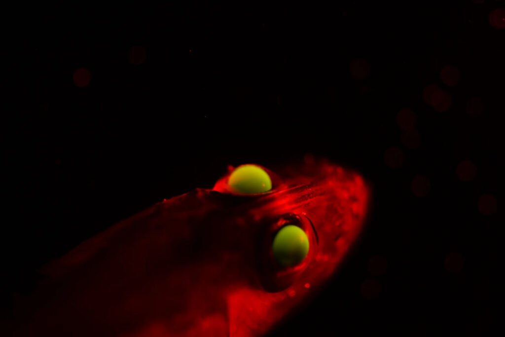 موجودات زیر آب